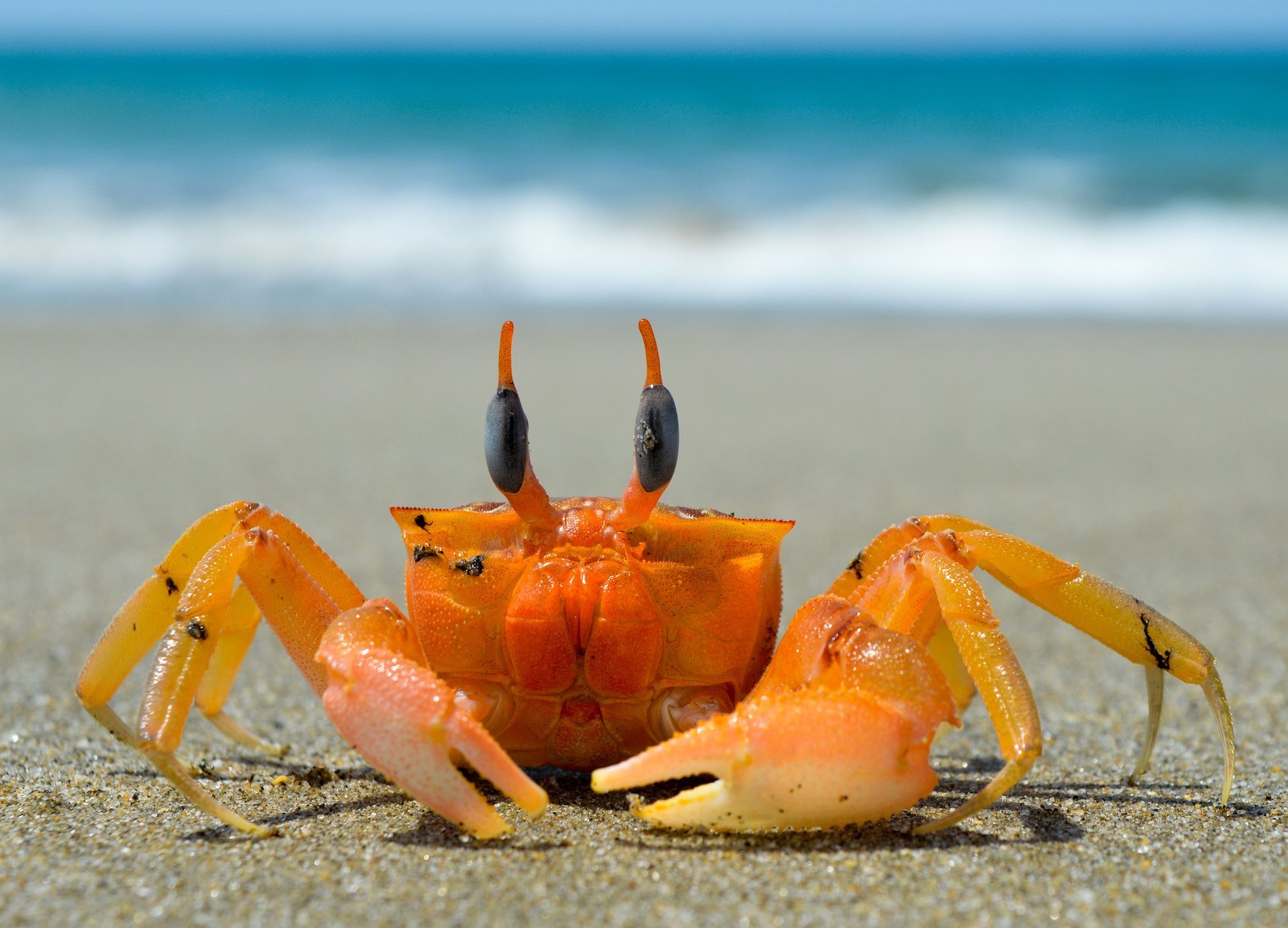 Crabe — la fraîcheur de la mer